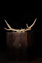 Astas de Ciervo El Desmogue