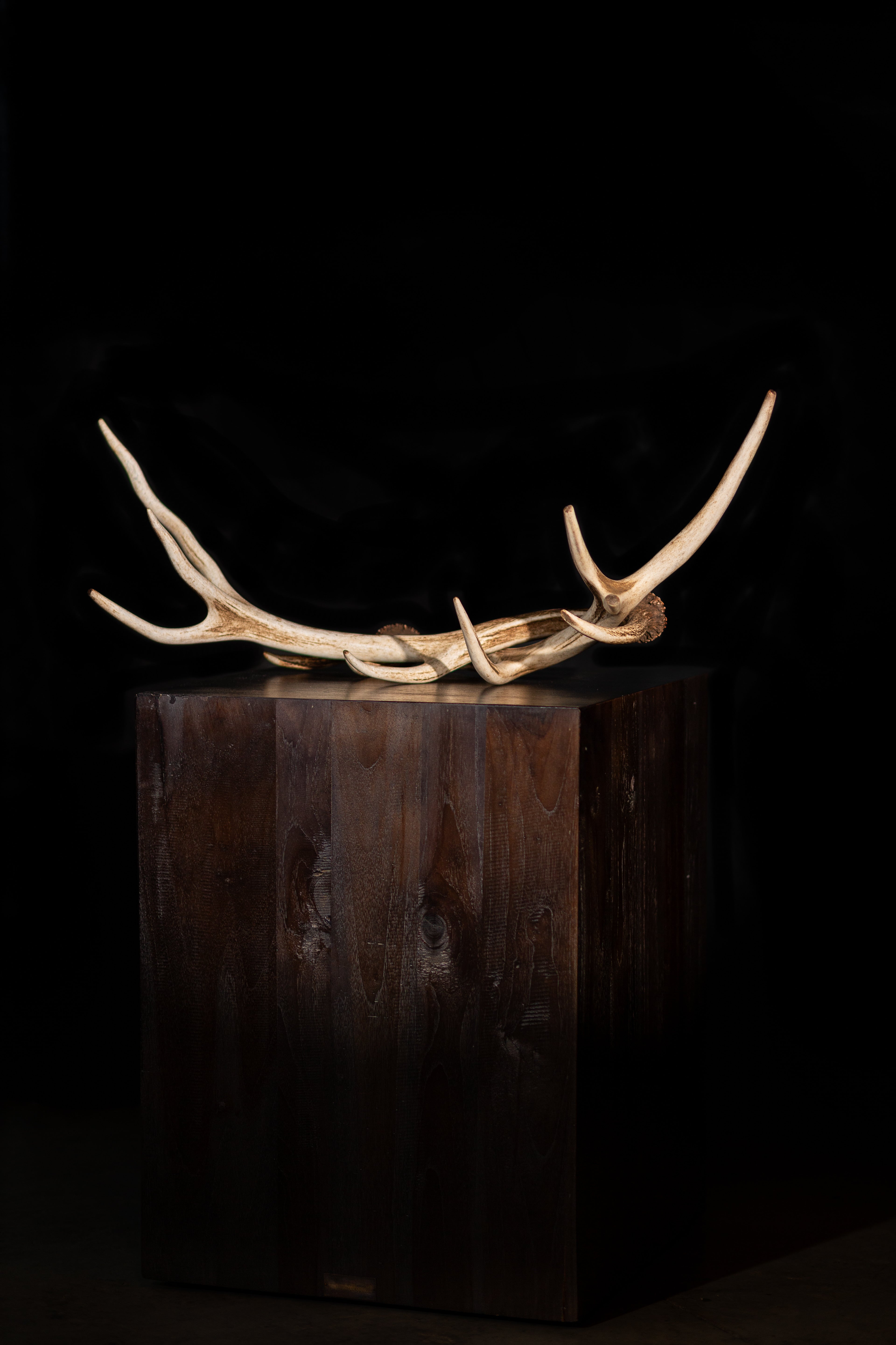 Astas de Ciervo El Desmogue