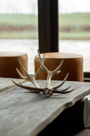 Astas de Ciervo El Desmogue